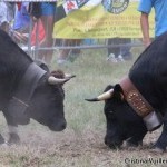 Bataille des reines - Foto di Cristina Vuillermin